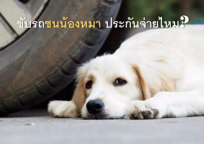 ขับรถชนน้องหมา ประกันจ่ายไหม ใครผิด?